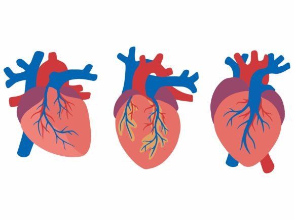 Human Heart Anatomy Illustration