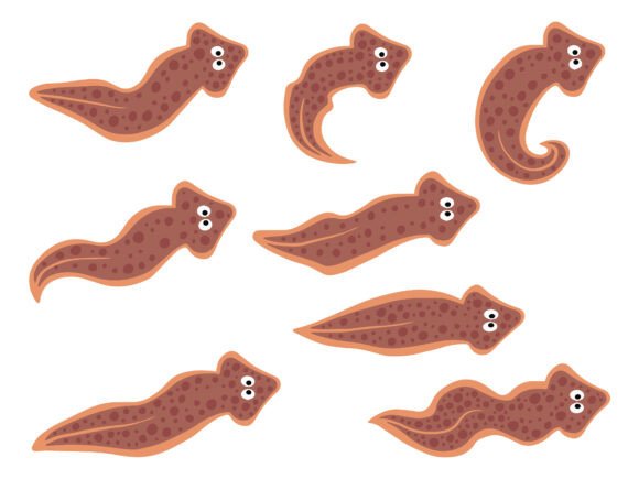 Planaria Flatworm Illustration