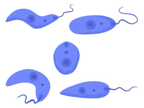 Protozoa Parasite Leishmania