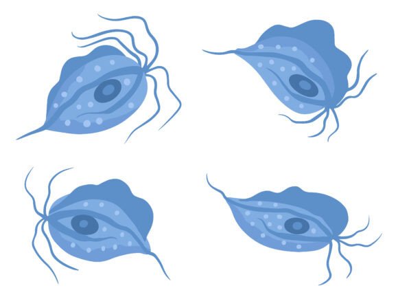 Protozoa Parasite Trichomoniasis