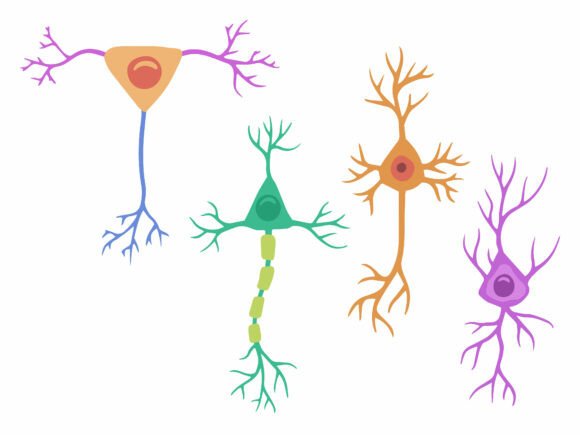 Pyramidal Neuron Cell Illustration